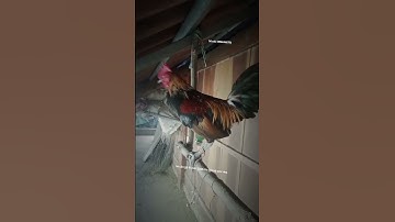 leej twg xav yuav ceem nug tau nawb