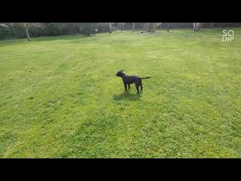 Video: Collie Dog Hipoallergenic, ден-соолук жана өмүрдүн узактыгы