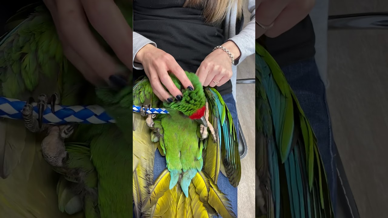 Baby Military Macaw Playing on His Back 