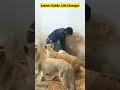 Lion attack on human viral   shorts trending animals