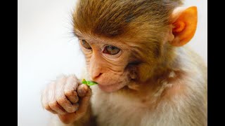 Best Monkey Moments | Monkey Sounds