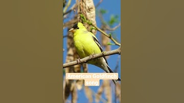 Thumbnail of American Goldfinch song