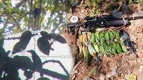 Hunting squirrels and birds eat Banyan fruit tua nas thiab tua noog noj txiv vaj khaum #5