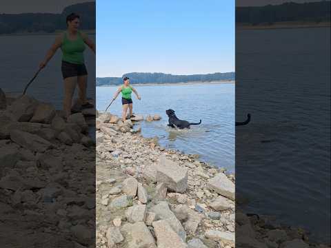 #GALTHO MASCUL DE ROTTWEILER DE 5 ANI LA INOT PE BRATUL BORCEA LA FETESTI - TIMP PETRECUT IN NATURA
