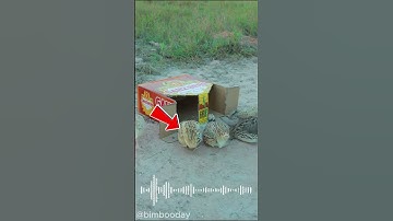 DIY BirdTrap: Amazing Idea or Epic Fail? OMG! #pigtrap #shorts #shortvideo #bimbooday