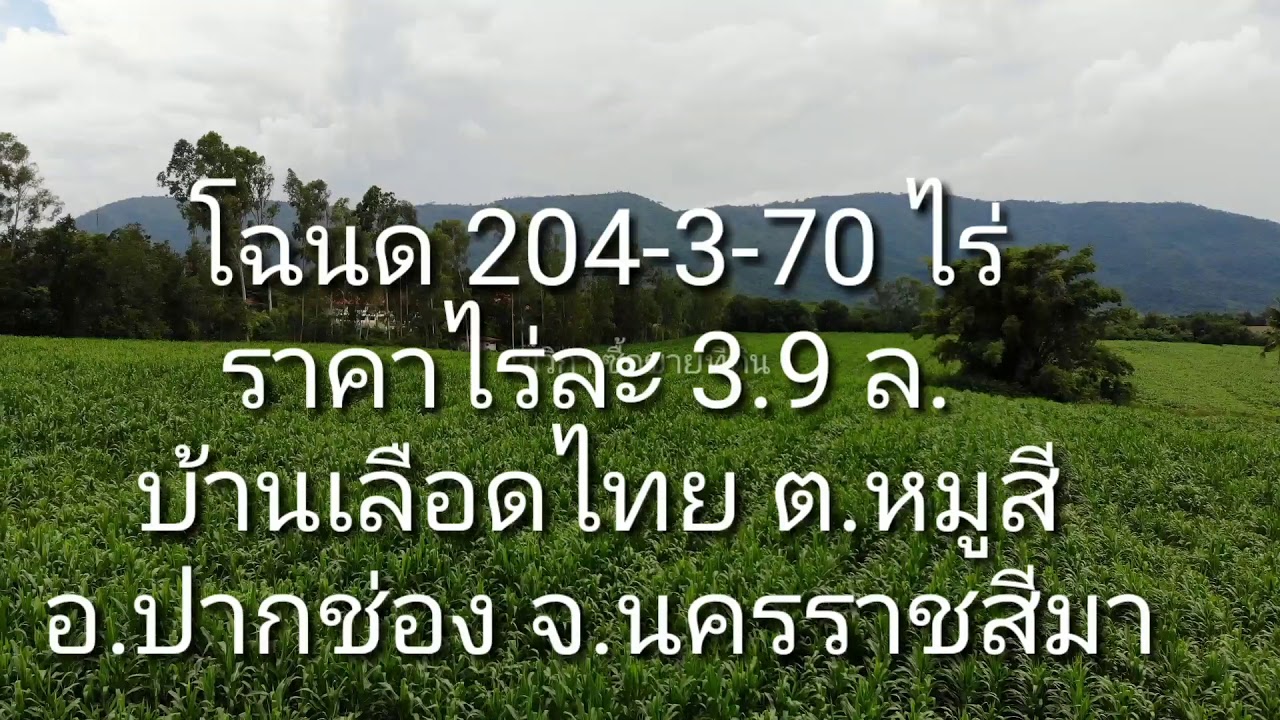 P048ขายที่ดินเขาใหญ่ โฉนด204ไร่ไร่ละ3.9ล. ติดถนน3ด้าน บ้านเลือดไทย ปากช่อง 0994929197(งดนายหน้า)