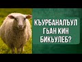 Къурбаналъул гьан кин бикьилеб?