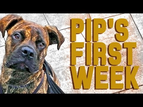 Pip The Dog's First Week