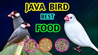 Java bird best food telugu || java bird best breeding food in telugu @Ganeshaquariumfishekakinada Wealth