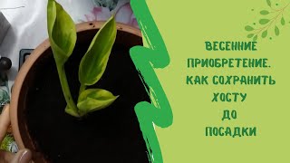 видео: Весенние приобретение.  Как сохранить хосту до посадки картинка: Весенние приобретение.  Как сохранить хосту до посадки