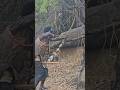 Using Handmade Bow And Arrow To Hunt Their Food Africantribe Life Villagelife 