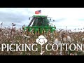 Picking Florida Cotton