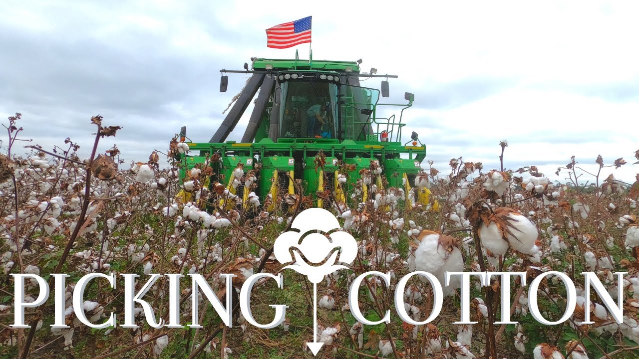 Picking Florida Cotton YouTube