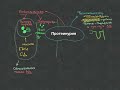 Нефрология - Протеинурия - Урок 7