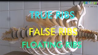 what is the difference between true ribs, false and floating ribs