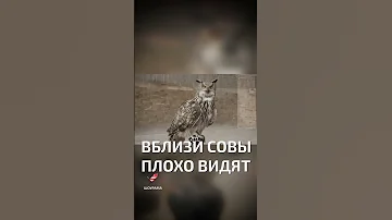 🦉 Сова «видит» перьями  - интересные факты о птицах