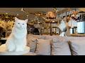 Spending All Day at Japan’s Largest Cat Cafes on Halloween🎃🐈