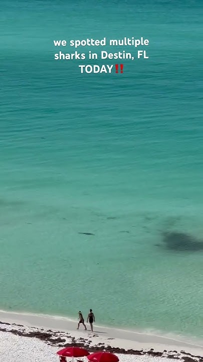 we spotted multiple sharks in Destin, FL TODAY‼️ - YouTube