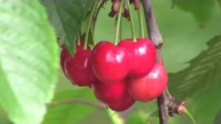 Nana Mouskouri - Le temps des cerises chords