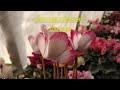 Цикламен (Cyclamen) Моё второе цветущие окошко цикламенов.