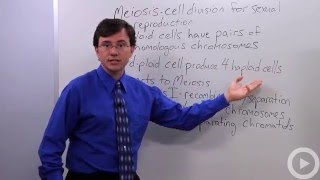 Meiosis(HD)