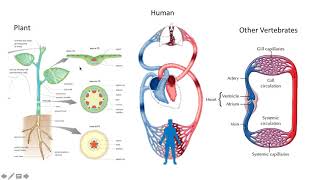 3.1 Transport System in Organisms (Science From 3 DLP)