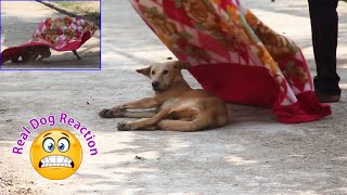 Fake Big Lion Prank Dog So Funny Can Not Stop Laugh Must Watch New Funny Prank Video 2024