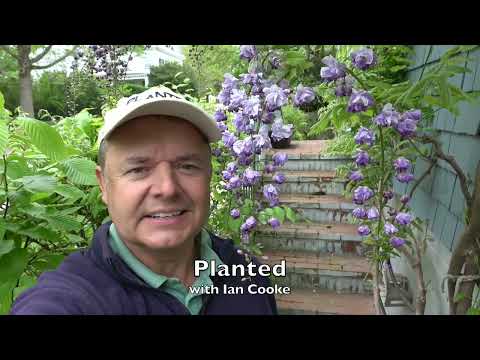 Video: Wisteria With No Leaves: Reasons Why A Wisteria Is Not Leafing Out