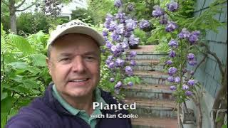 Another Wisteria video - but this one is really good.