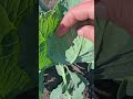 капуста #білокрилка