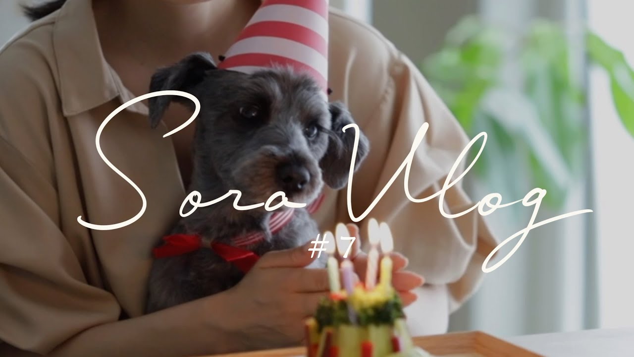 絵本作家の暮らし 犬のバースデー手作り野菜ケーキ 絵本作家そら Youtube 絵本作家の暮らし 犬のバースデー手作り野菜ケーキ 絵本作家そら Youtube
