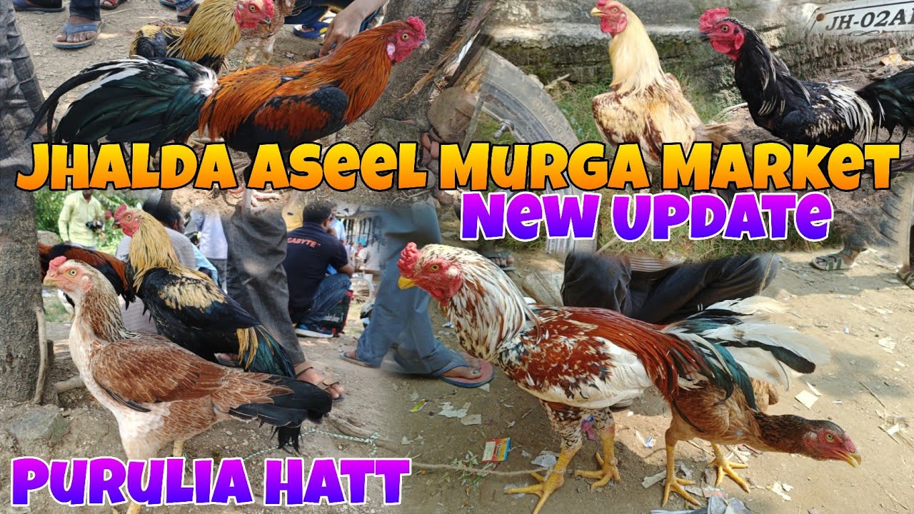 Jhalda Aseel Murga Market 🐓 Jhalda Murga Market New Update  Tamilnadu Parrot Beak Aseel Murga Market
