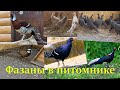 Виды фазанов в моём питомнике 2 серия. Pheasant species in the nursery 2 series.