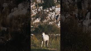 [PointFOOTAGE] Animals - Horse white with blue bridle staying countriside - Vertical FS - 6520527