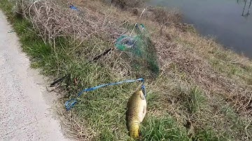 Đi câu cá chép khủng ở hàn quốc , cá rất nhiều và rất vui