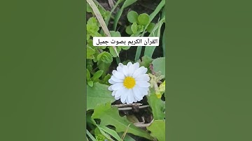 القرآن الكريم بصوت جميل #duet #قرانكريم #القران_الكريم #اكسبلور #تيك_توك #الشيخ #اكسبلورر