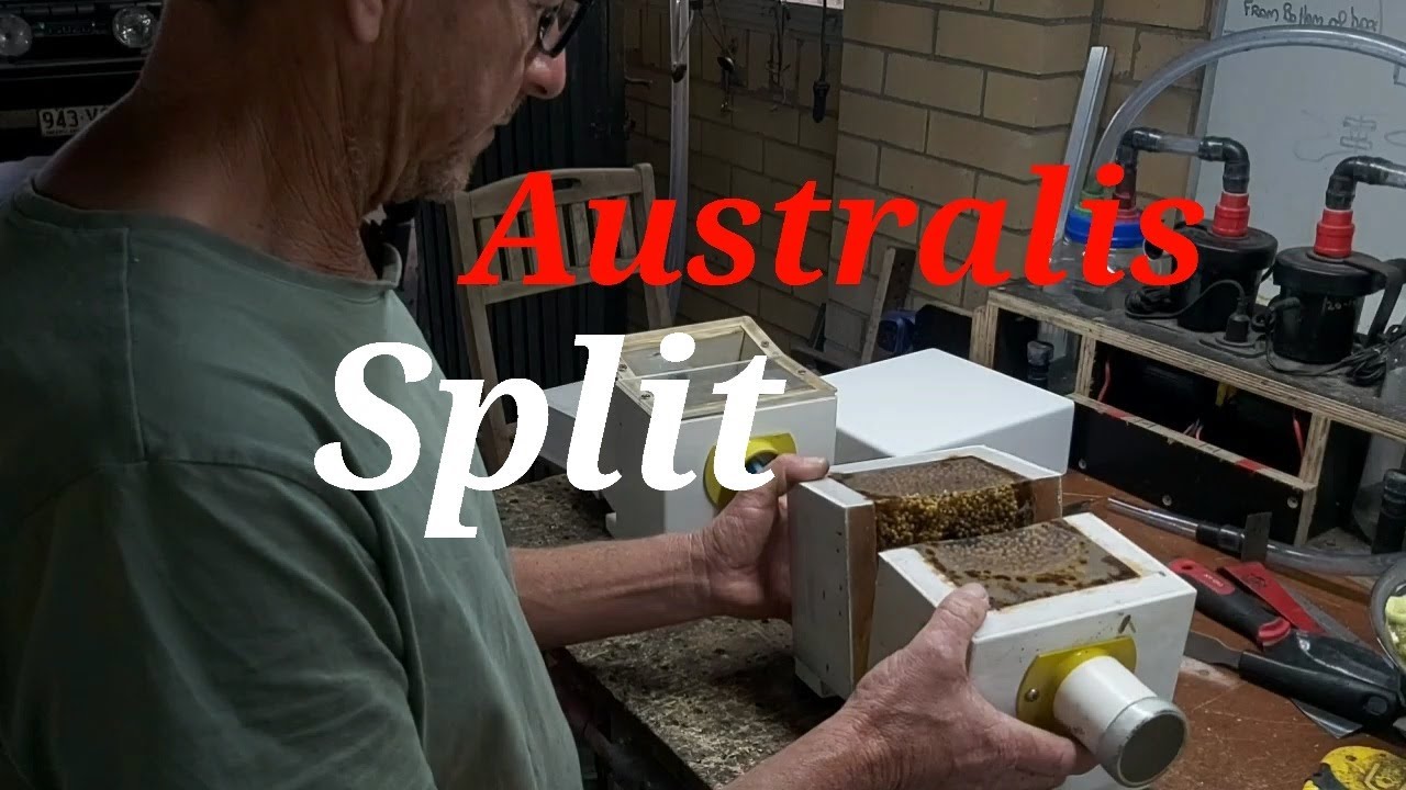 Австралийские местные пчелы - Australis Split