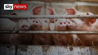 Pig-to-human heart transplants 'possible by 2022'