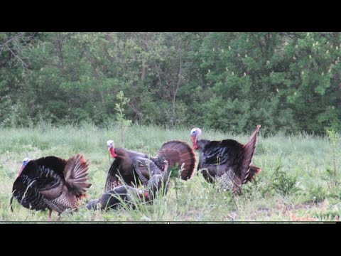 KY Double Gobbler Harvest