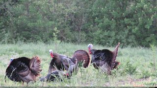 KY Double Gobbler Harvest