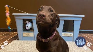 DIY Dog Proof Kitty Cafe And Restroom