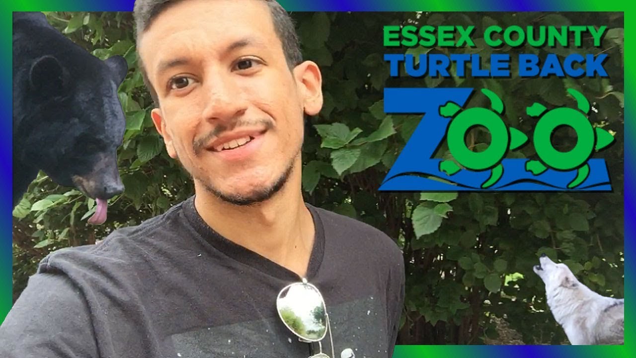 PopUp 7 Awesome Animals at Turtle Back Zoo YouTube
