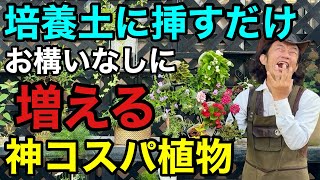 【夏に強い一年草】 植物の値段が高いと感じる方今この植物がお得です　                       【園芸超人カーメン君】【コスパ】【さし芽】