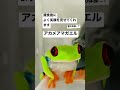 笑うカエル！？アカメアマガエル
