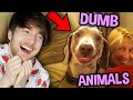 ANIMALS BEING DUMB FOR 16 MINUTES STRAIGHT