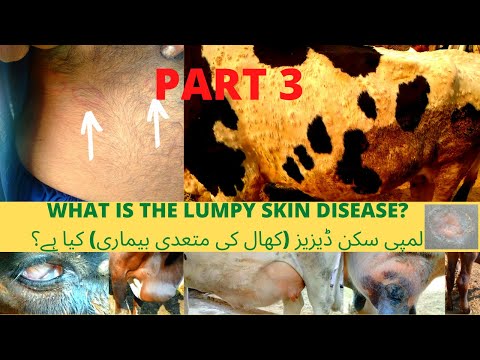 A Practical Demonstration of Lumpy Skin Disease on Live Cases Part 3