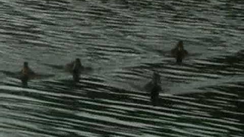 Counterpoint- Delphic A-Level Music Video Project