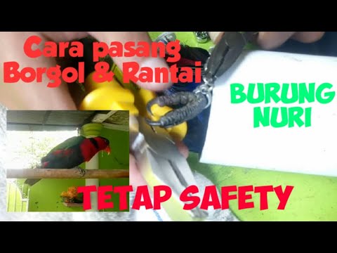 Video: Cara Menyangkut Burung Nuri