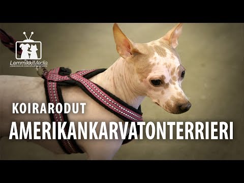 Video: Amerikkalainen Staffordshiren terrieri