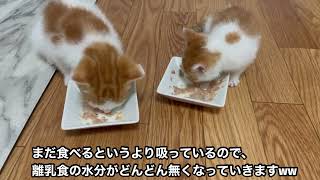 保護猫のてんちゃん、離乳食を始める！！ by 猫’s（ネコズ ）チャンネル 877 views 1 year ago 3 minutes, 8 seconds